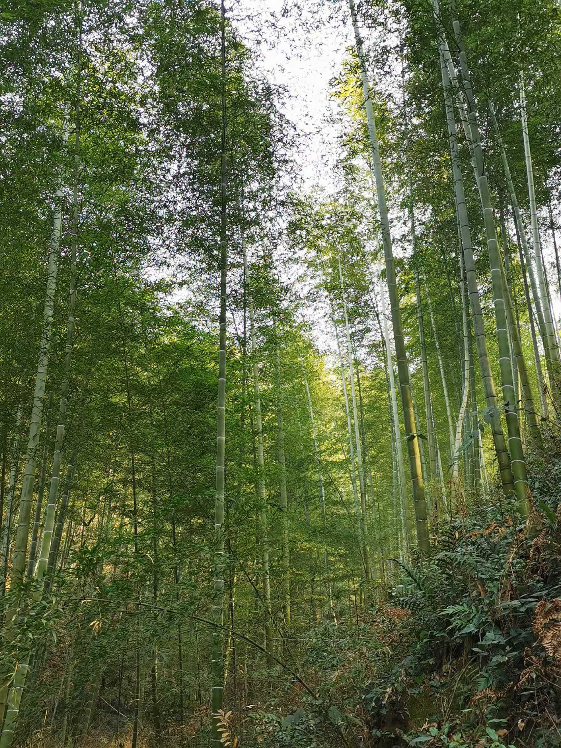 太阳公社-旅游观光度假