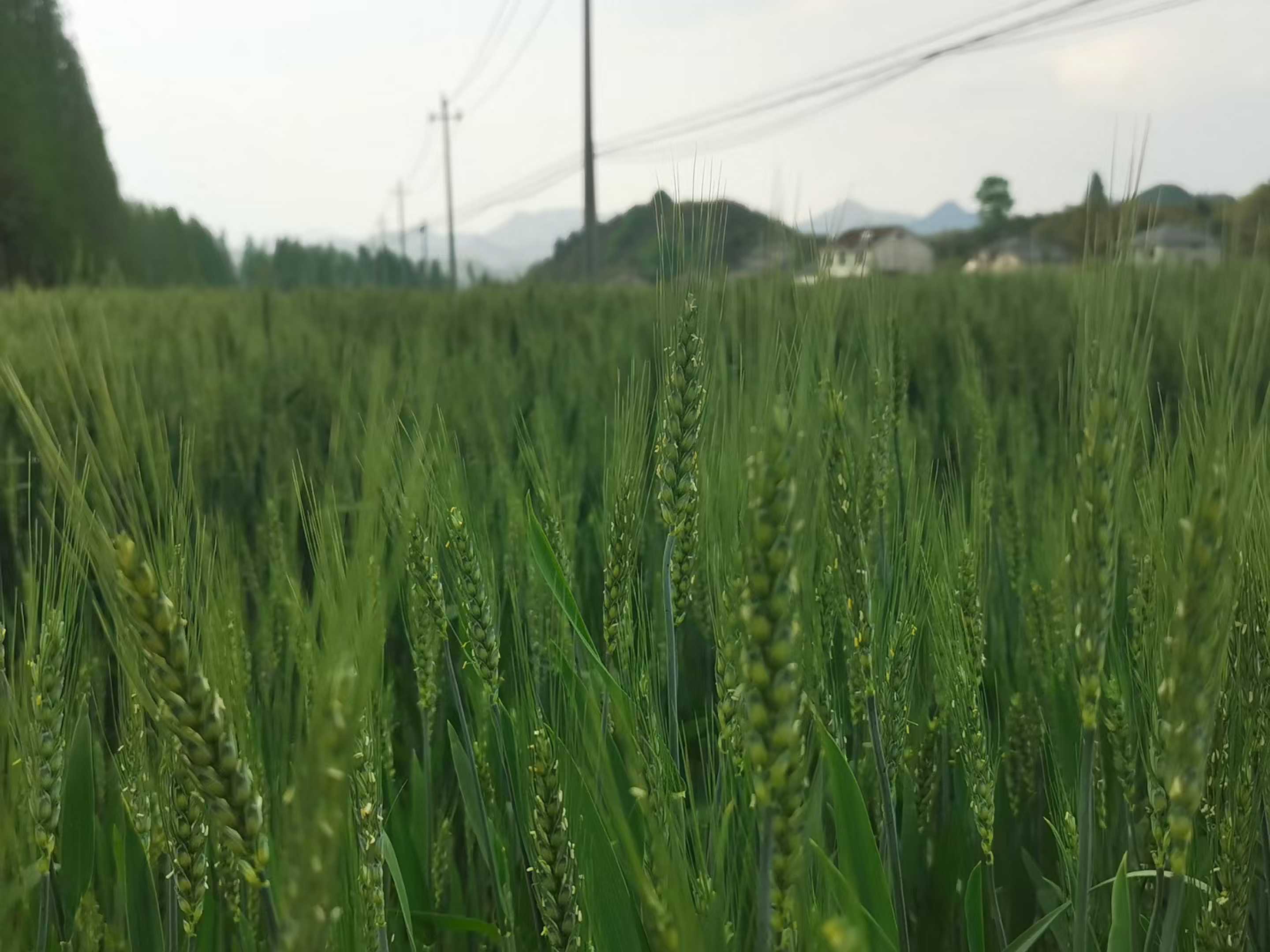 太阳公社生态种植