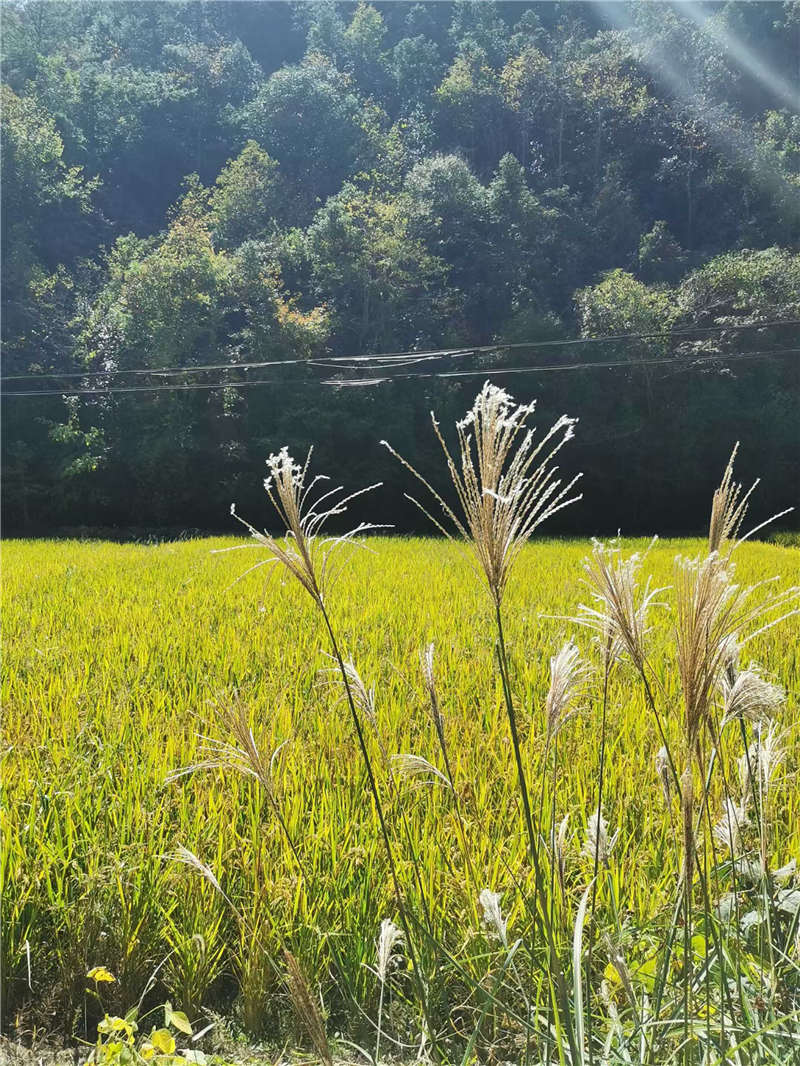 太阳公社旅游观光度假