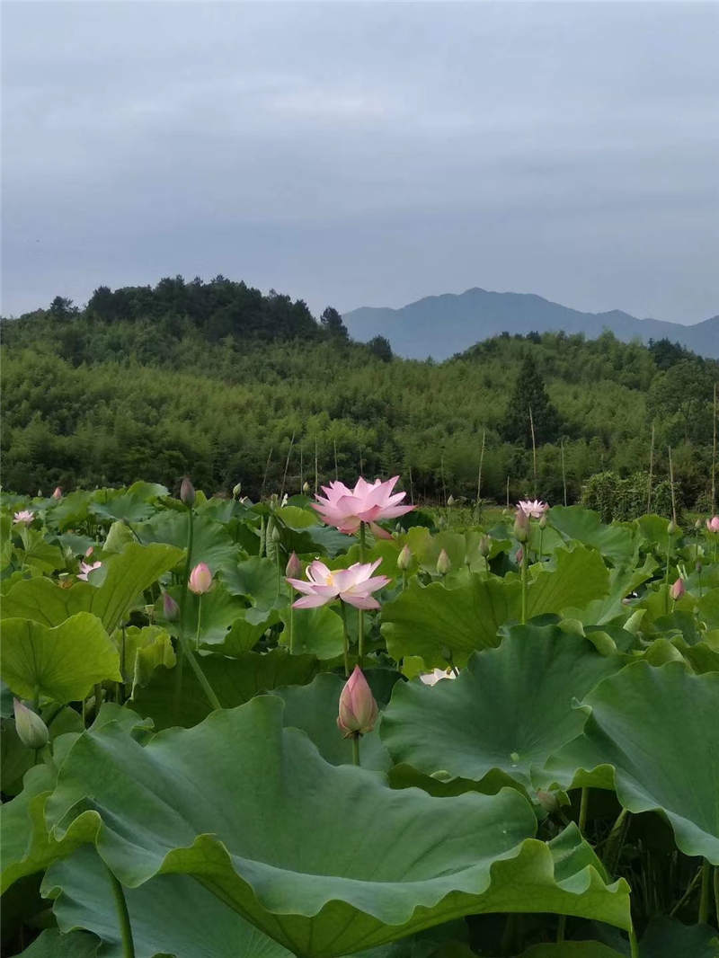 太阳公社紧抓发展机遇，大力发展生态农业