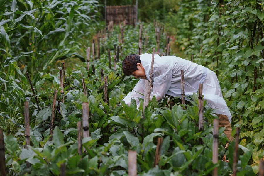 陆树富凌晨钻进蔬菜大棚