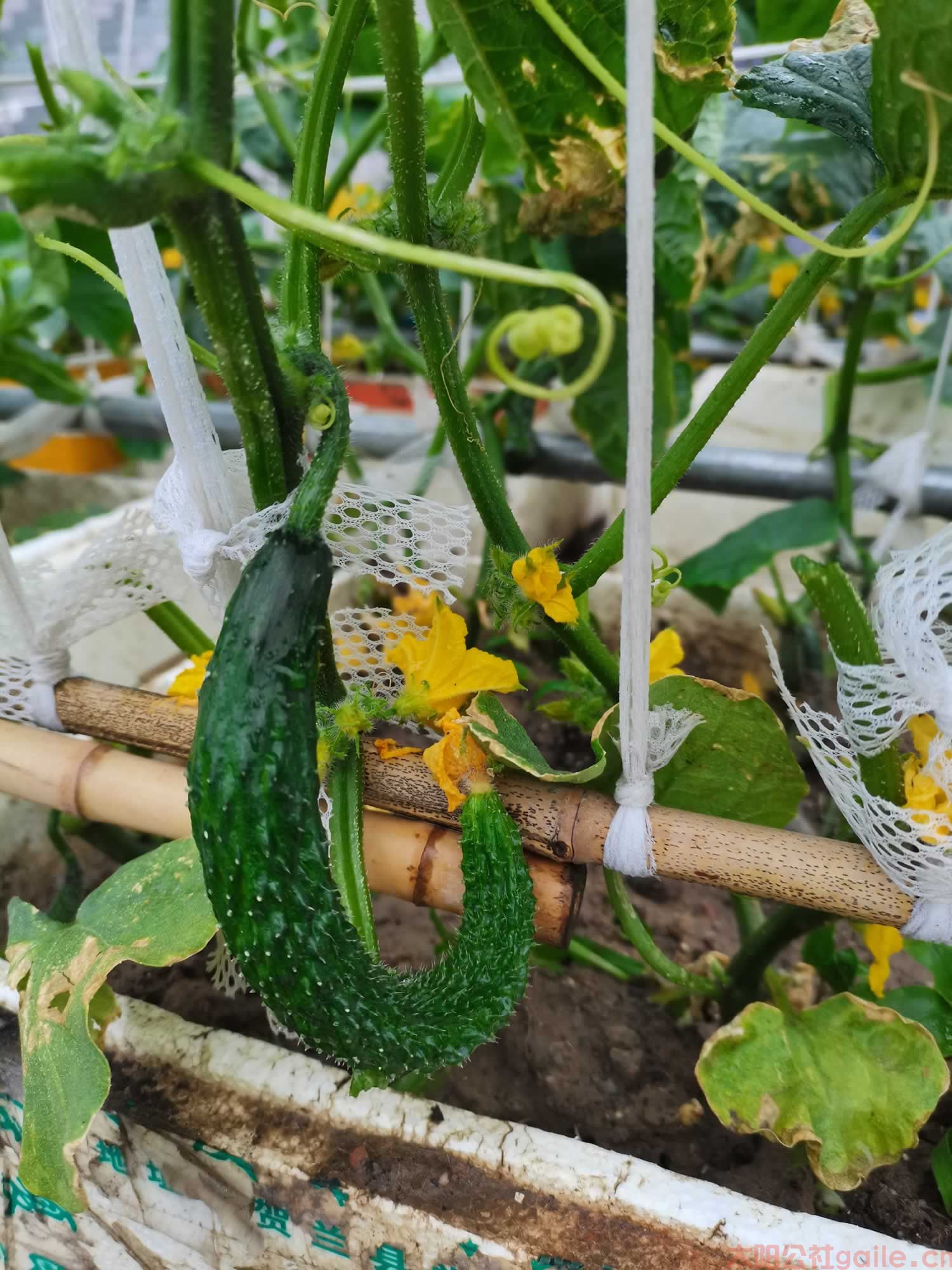 太阳公社-本地黄瓜种植